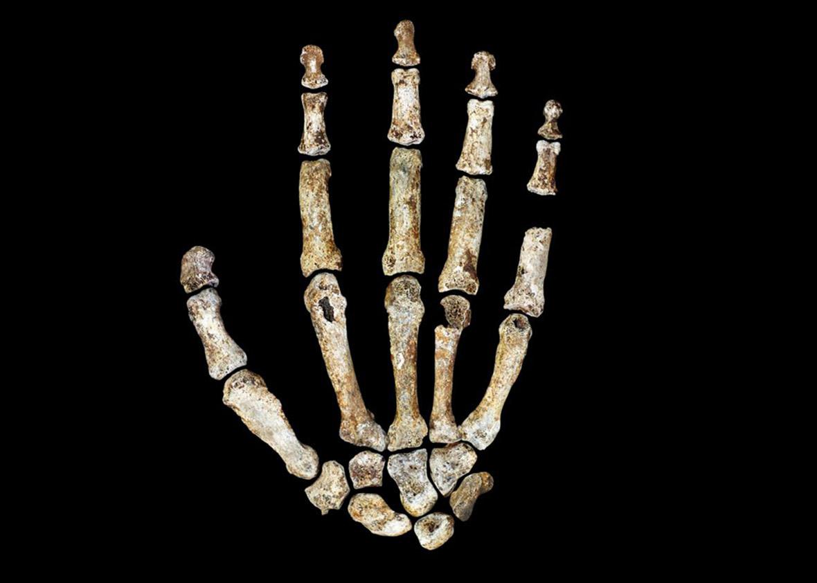 homo naledi hand.